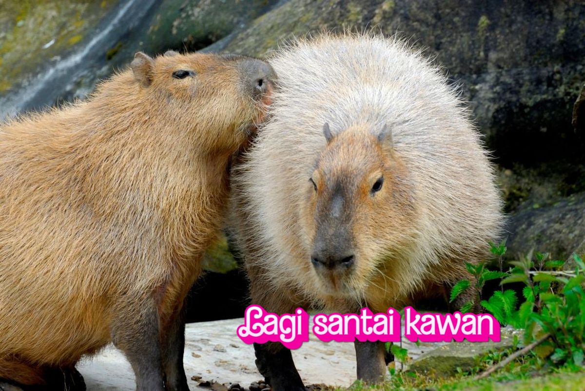 Capybara dan Gaya Hidup Sosialnya yang Unik